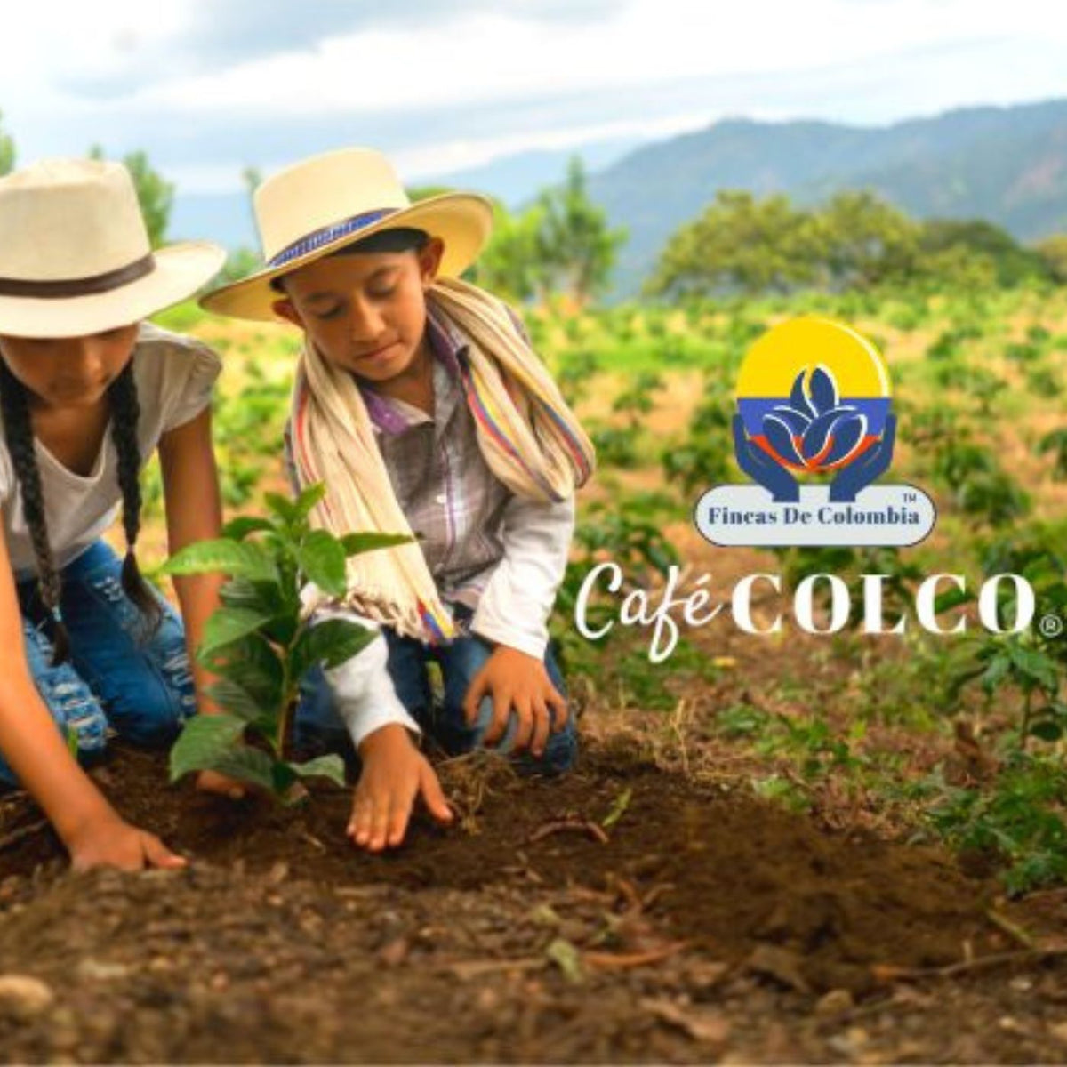 Cafe Colco - Premium Signature Blend Coffee - Wholesale Coffee Beans